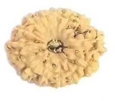 17 Mukhi Rudraksha Beads