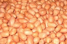 Groundnut Seed
