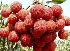 Fresh Litchi