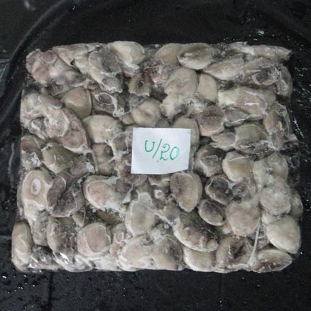 Frozen Cuttlefish