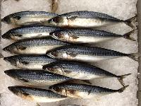 Indian Frozen Mackerel