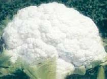 Fresh Cauliflower