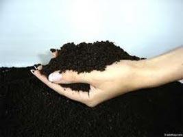 Vermicompost