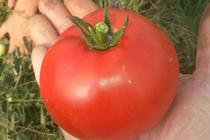 Tomatoes, Shelf Life : 3-5 Days