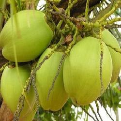 Tender coconut, Packaging Size : 25-50 Kg