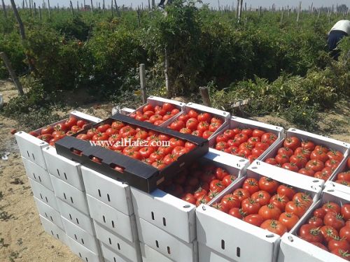 Fresh tomato, Brand Name : El Hafez, Packaging Type : Red