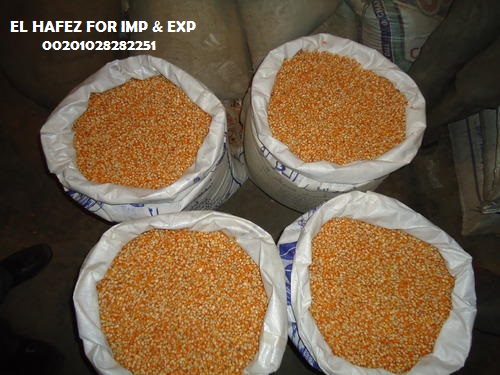 Yellow corn, Grade : A, Packaging Type : 25 Kg