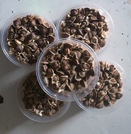 Moringa seeds, Pack Size : 10-100 Kg