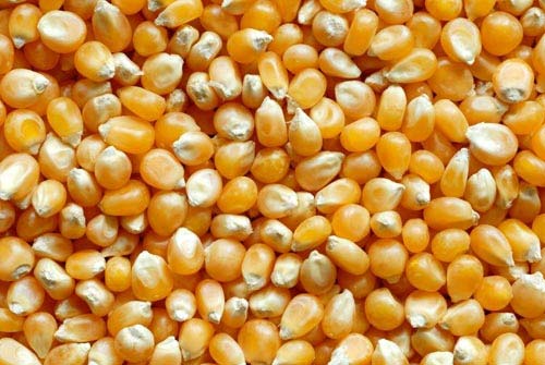 Corn Seeds, Speciality : High In Protein
