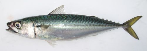 Frozen Mackerel Fish