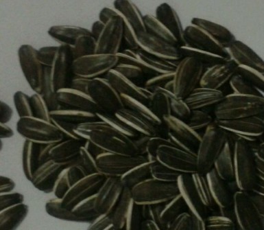Sunflower seed