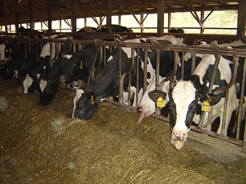 Animal feed, Glutinous : Non Glutinous