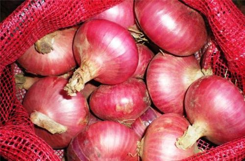 Fresh red onion For Food