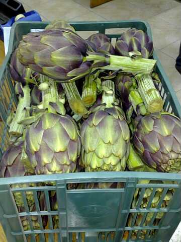 Fresh Artichokes