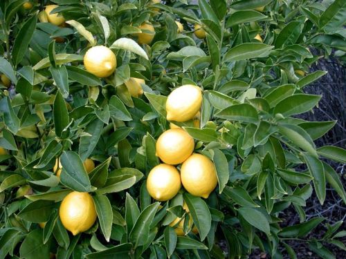 Lemon Fruit