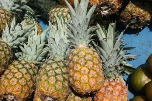 Fresh pineapple, Shelf Life : 3-5 Days