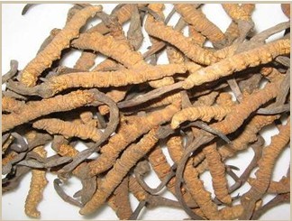 Cordyceps Sinensis Extract