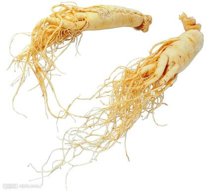 Ginseng Extract- Ginsenosides