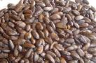 Custard Seed