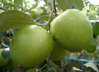 Apple Bor Fruit