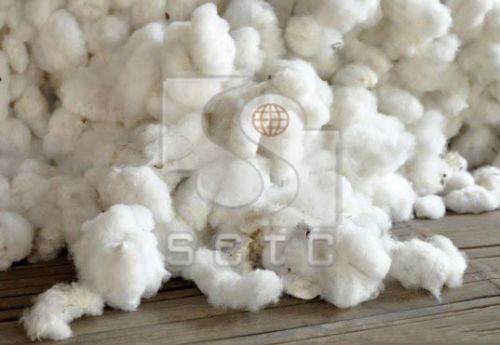 Raw Cotton