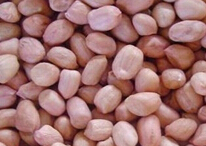 Peanut kernel