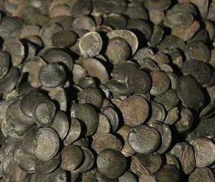 Griffonia Simplicifolia Seed, Packaging Type : Black for Agriculture