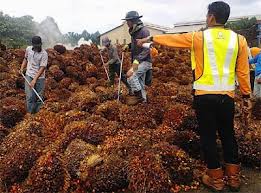 Crude palm oil