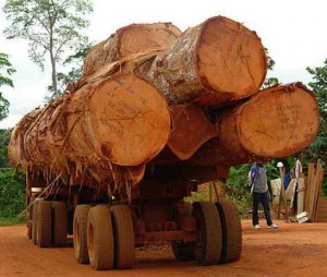 Hardwood Logs, Lumber, Sawn Timber, Flooring, Decking Materials