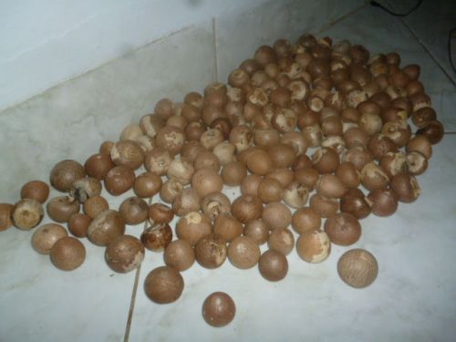 Dried Betel Nuts