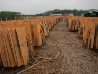 Core Veneer From Vietnam