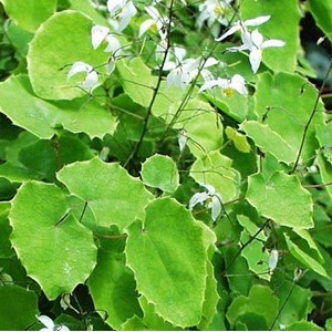 Epimedium Extract