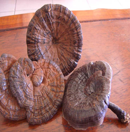 Ganoderma Lucidum Extract