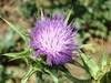 Milk Thistle Extract, Packaging Type : Light-yellow for Pharmaceuticals