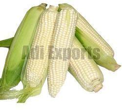 White Corn