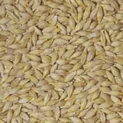 Barley Grains