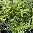 Cassia Nomame Extract