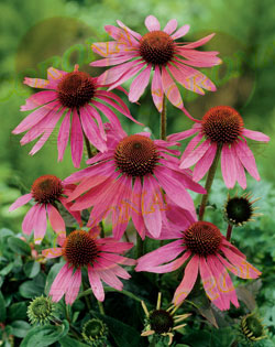 Echinacea Extract