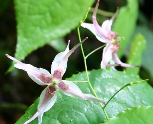 Epimedium Extract