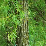 White Willow Bark Extract