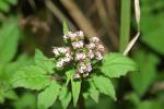 Black Cohosh Extract
