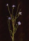 Linum Usitatissimum Extract