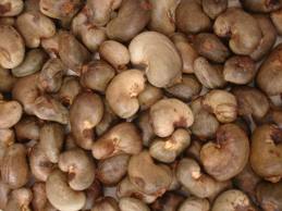 Cashew nuts, Color : White