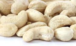 Raw Cashew Nuts Kernel