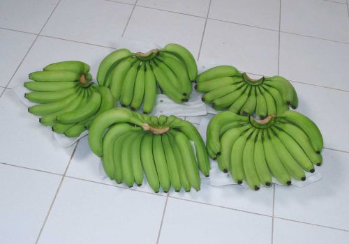 Cavendish banana