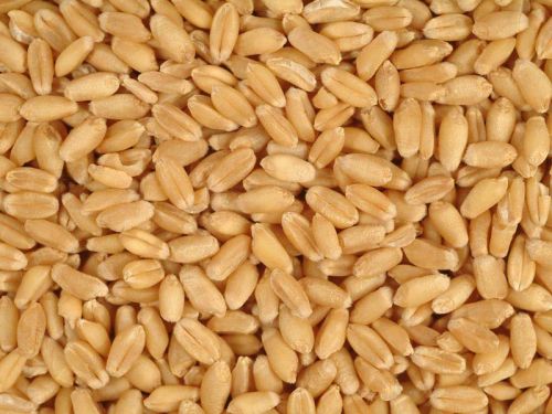 Wheat seeds, Purity : 100%