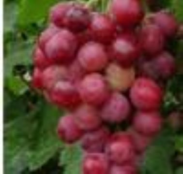 Grape Seed Extract
