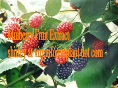 Mulberry Anthocyanin