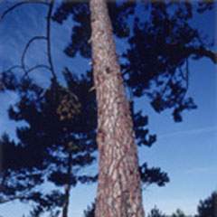 Pine Bark Extract