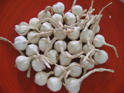 Fresh garlic, Country of Origin : India